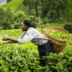 zelený čaj - zber
